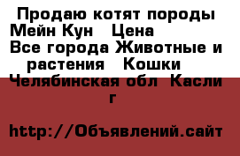 Продаю котят породы Мейн Кун › Цена ­ 12 000 - Все города Животные и растения » Кошки   . Челябинская обл.,Касли г.